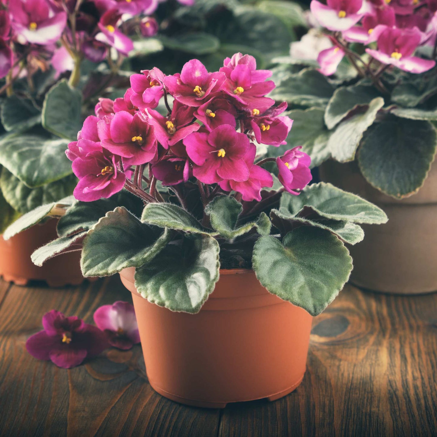 30Pcs Mix African Violet Seeds Pack