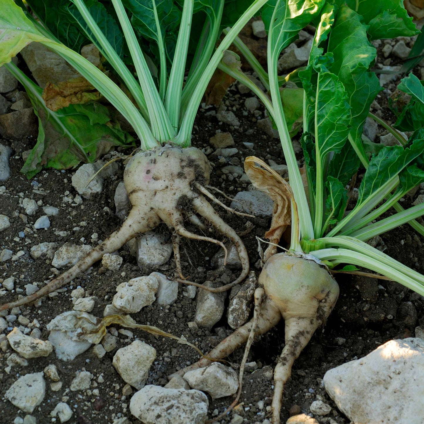 50Pcs Organic Sugar Beet Seeds Pack
