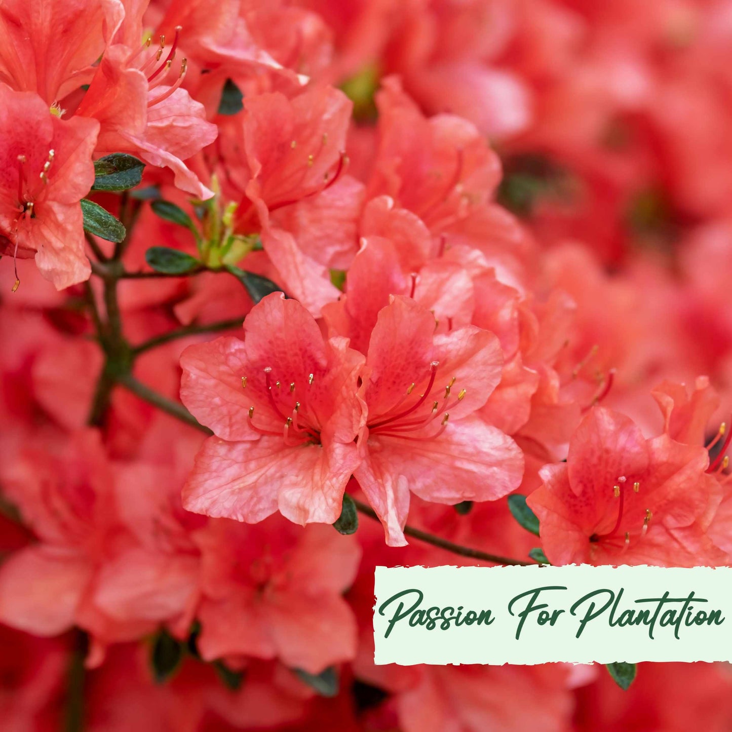50Pcs Azalea (Rhododendron) Seeds