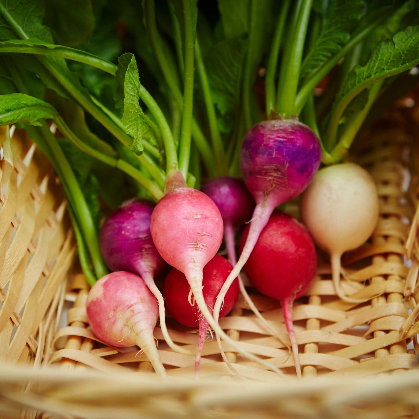 100Pcs Organic Turnip Seeds Pack