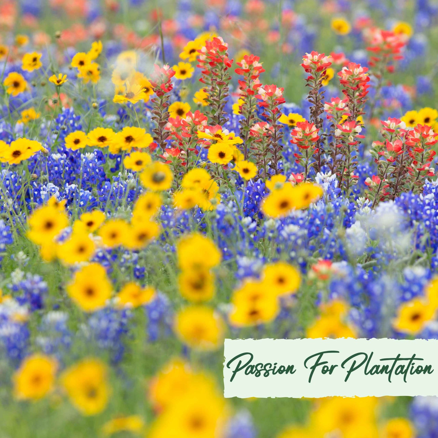 500Pcs Bulk Vibrant Fresh Wildflower Seeds Pack