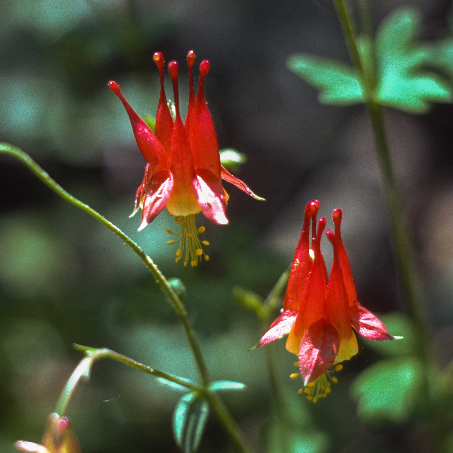 100Pcs Wild Columbine Flower Seeds