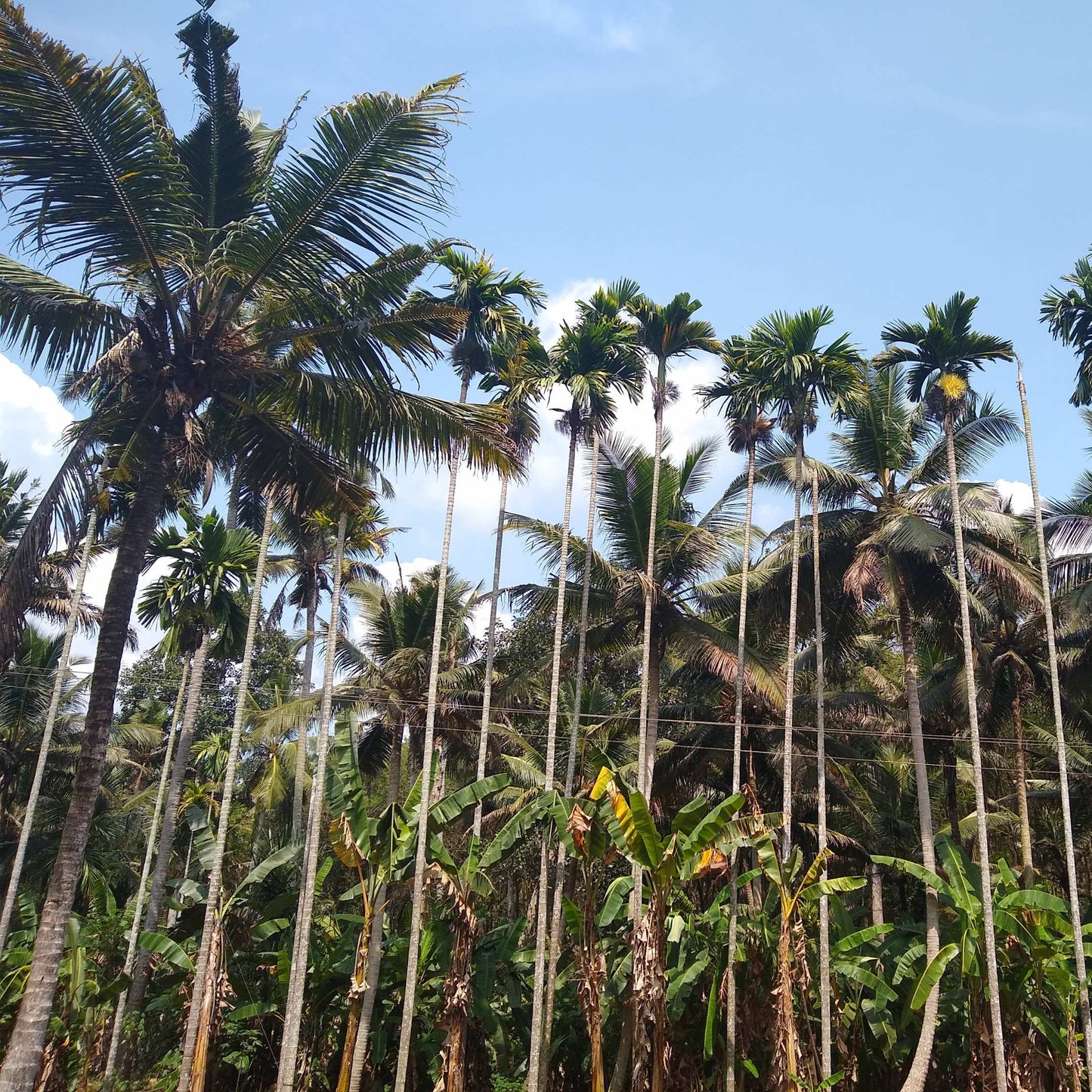 20Pcs Areca Palm Tree Seeds