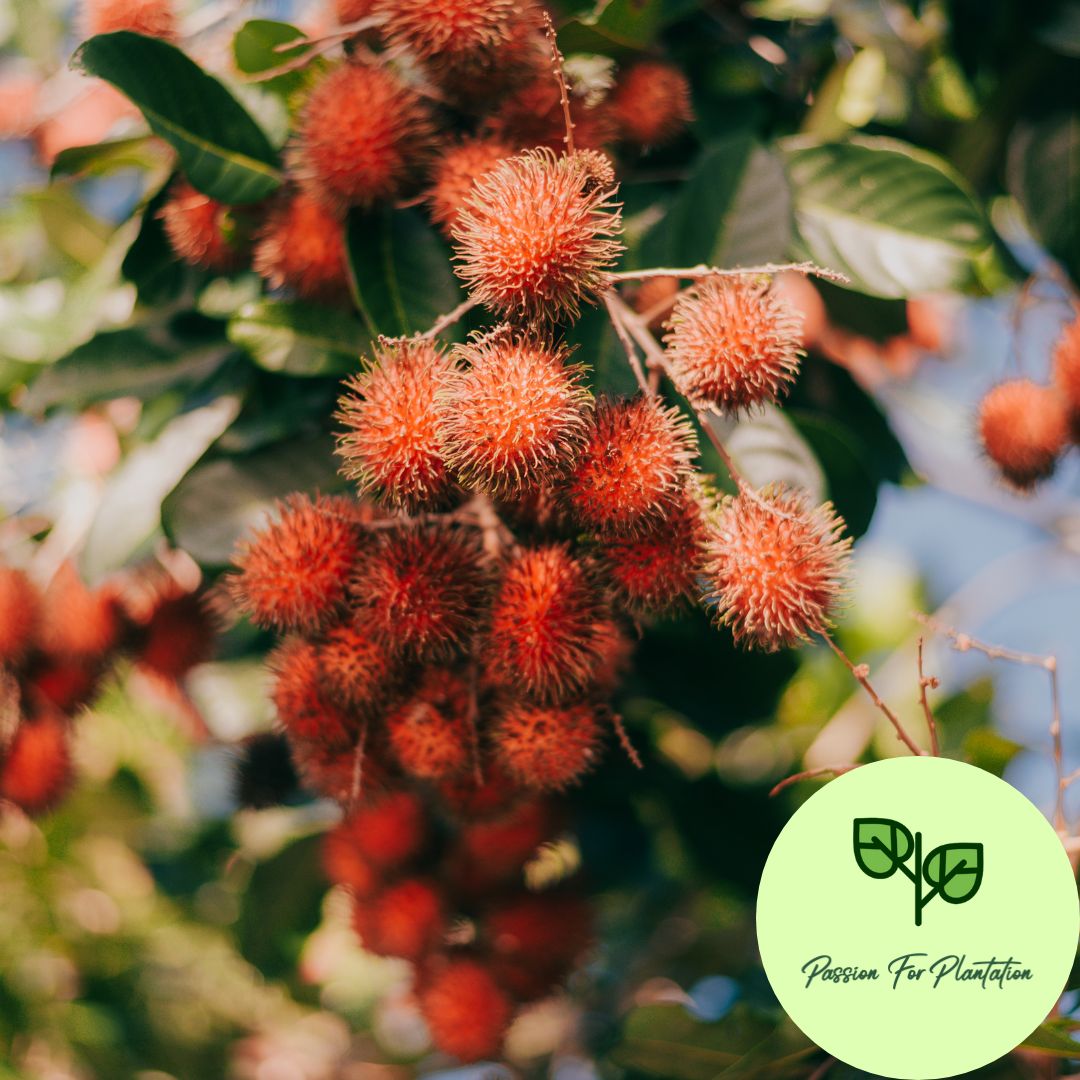 5Pcs Exotic Rambutan Fruit Seeds