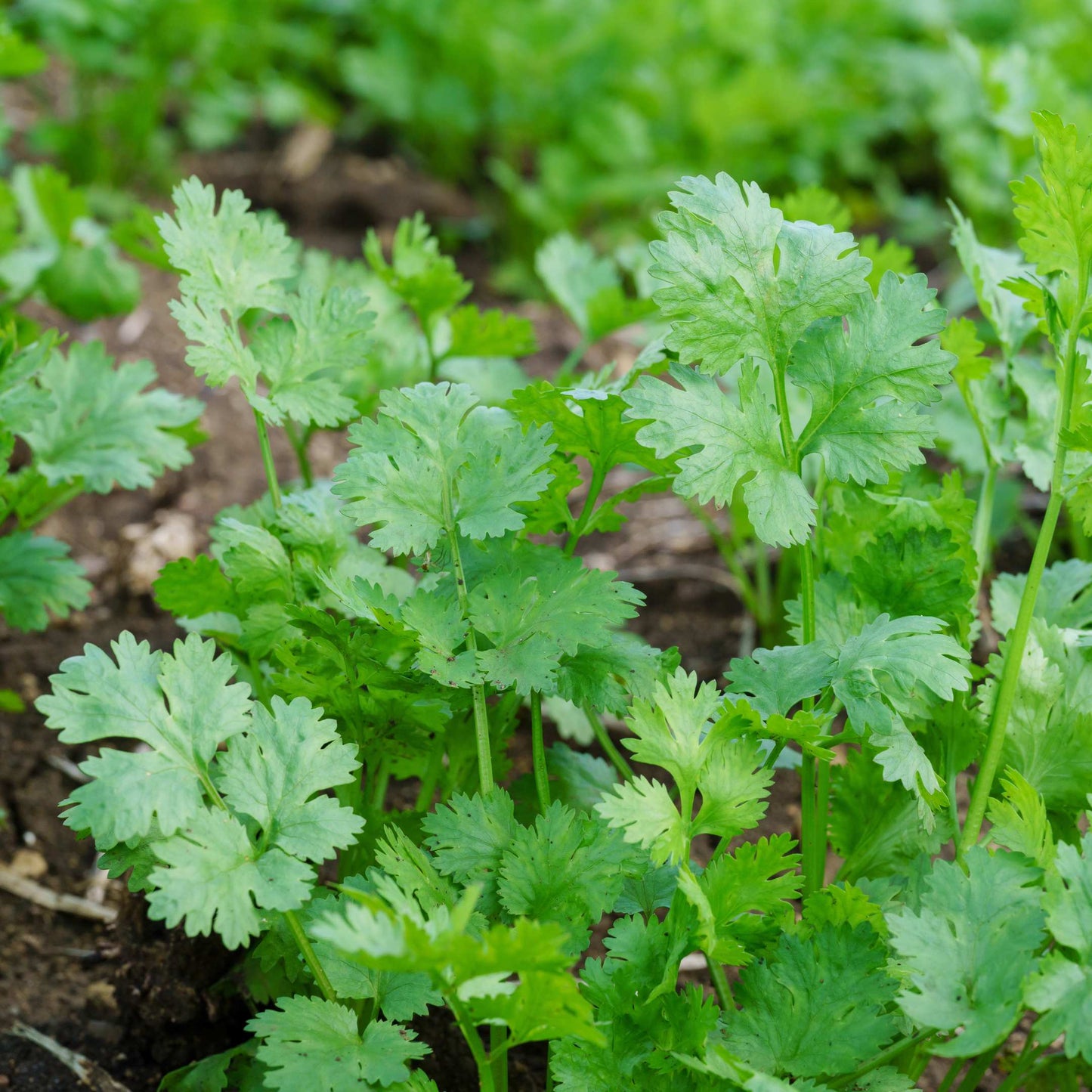 50Pcs Organic Cilantro Seeds