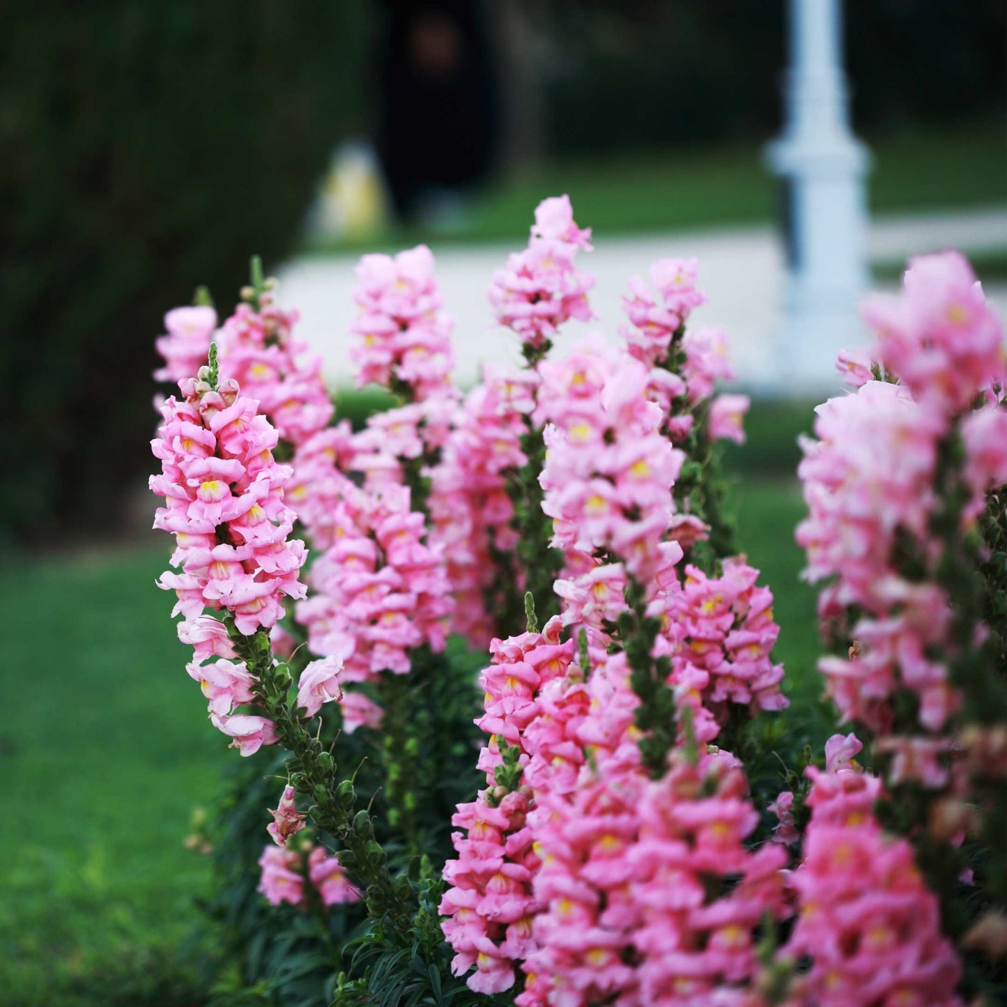 100Pcs Organic Snapdragon Flower Seeds Pack