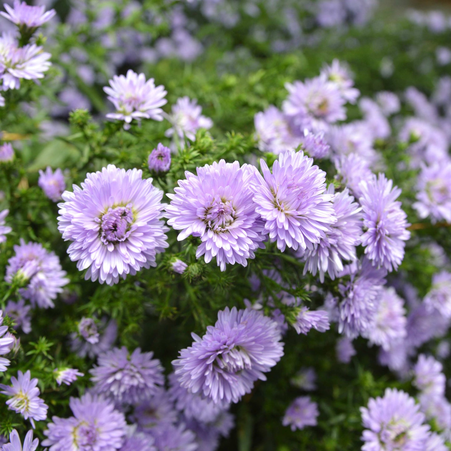 20Pcs Aster Flower Seeds