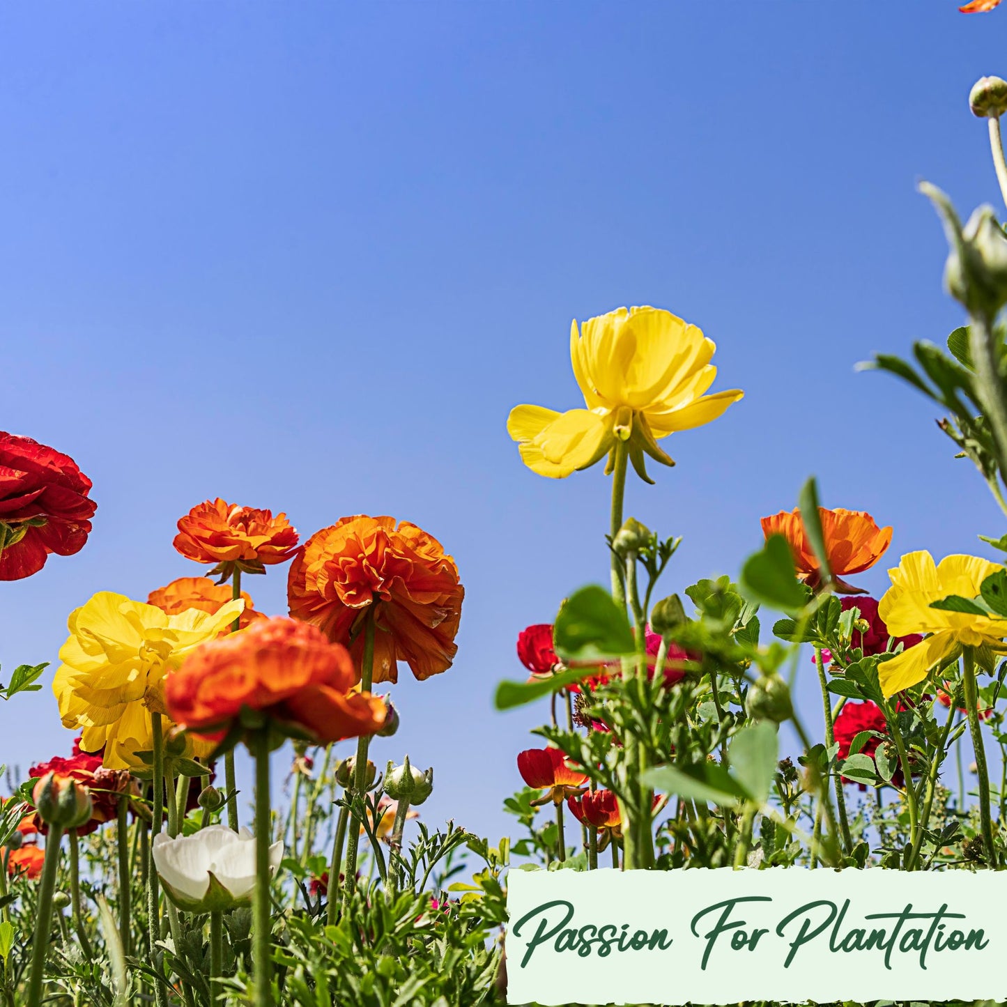 100Pcs Royal Ranunculus Asiaticus Seeds