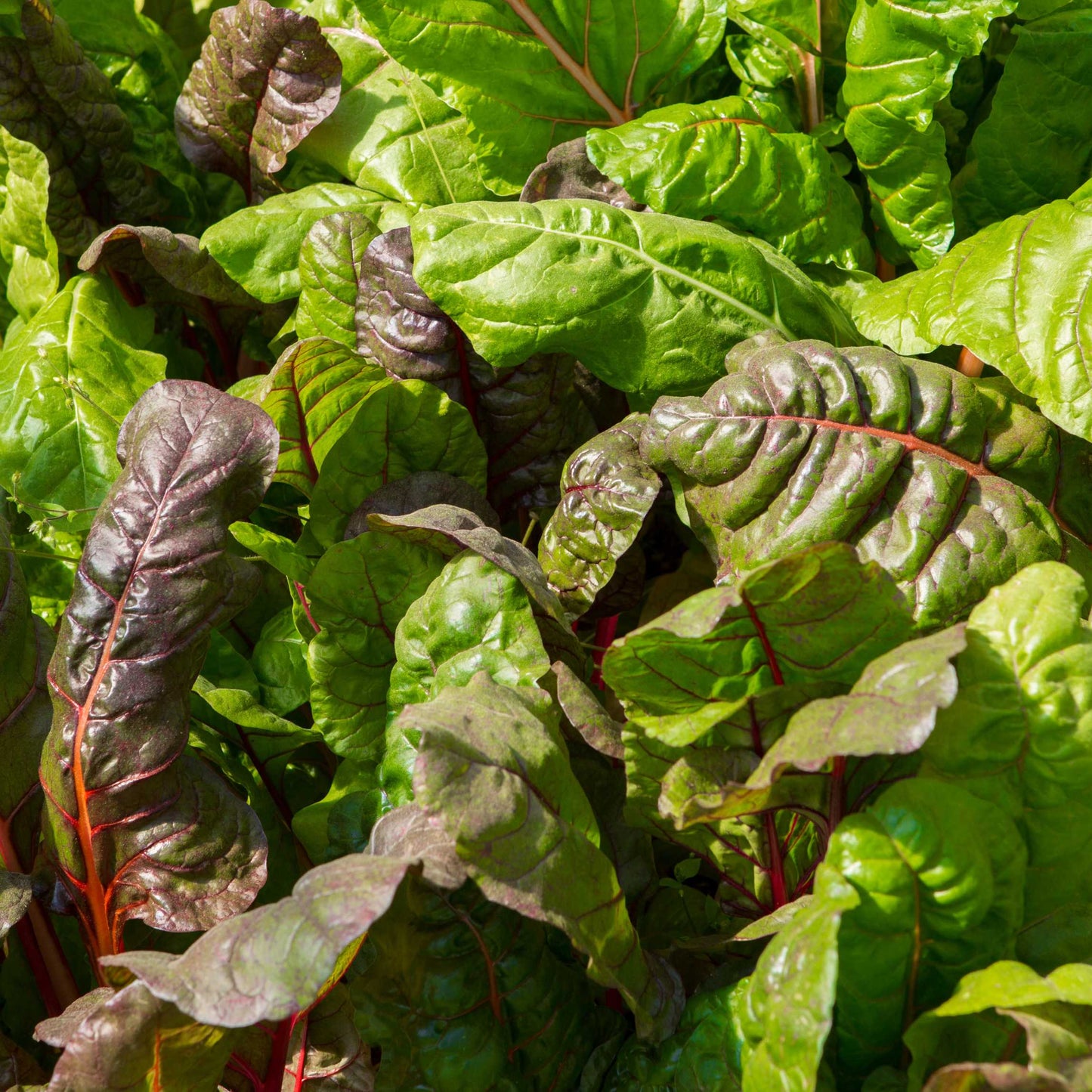 20Pcs Organic Swiss Chard Seeds