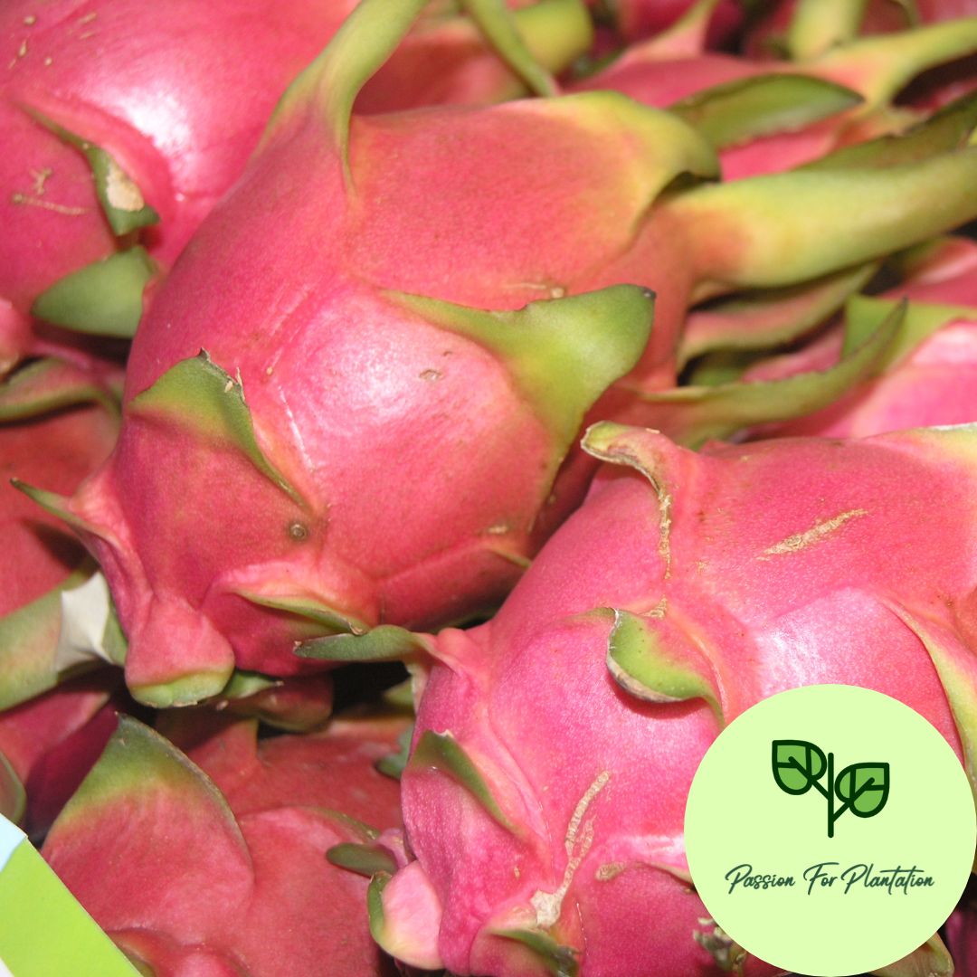 100Pcs Dragon Fruit Seeds