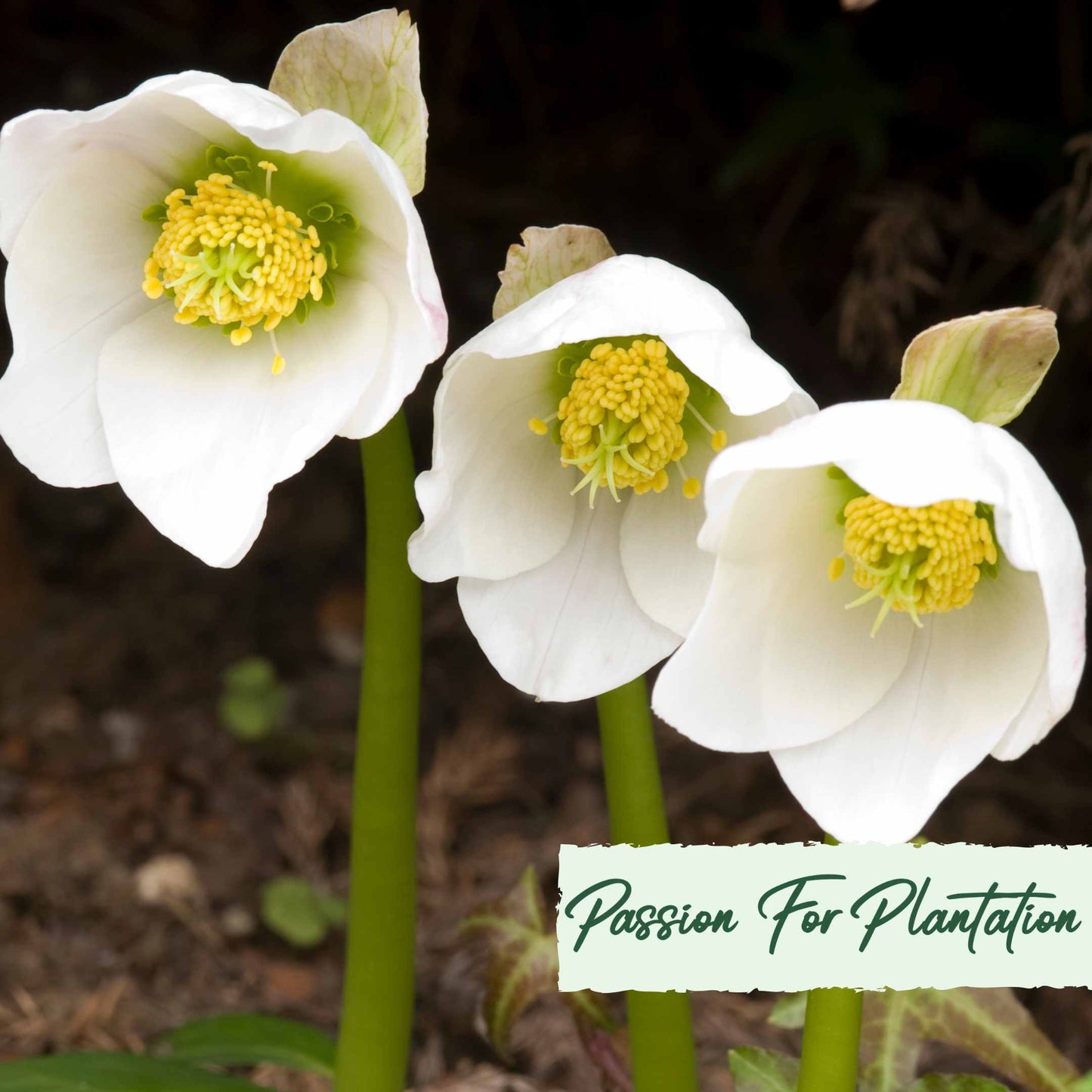 White Angel Christmas Rose (Helleborus Niger) Flower Seeds