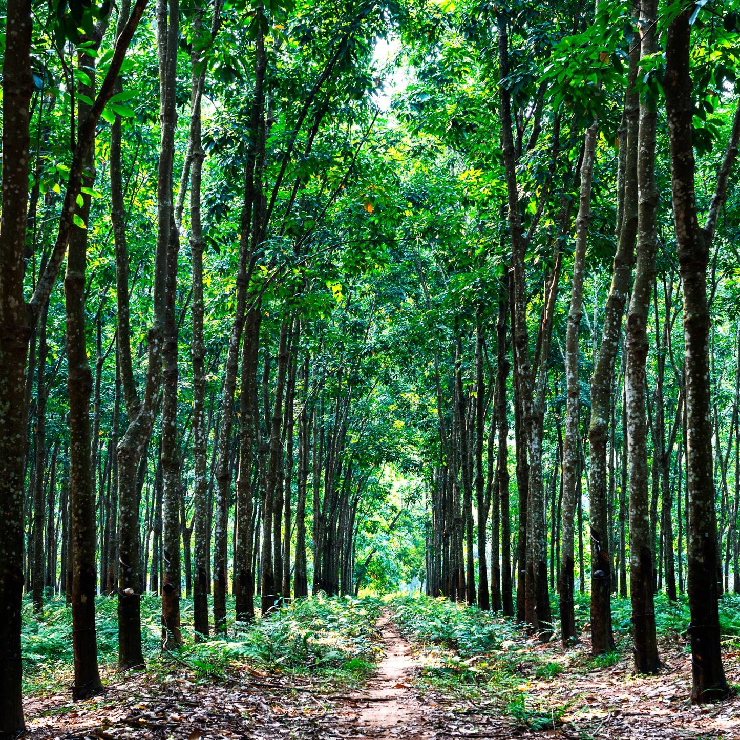 5pcs Professional Grade Rubber Tree Plant Seeds