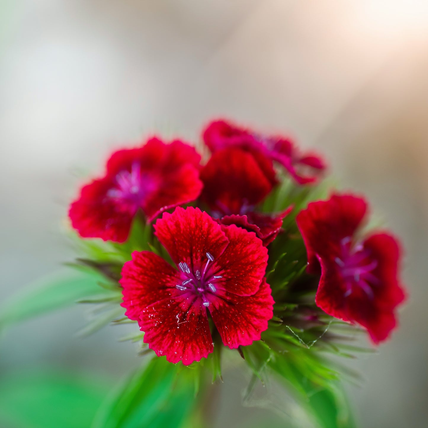 100Pcs Mixed Multicolor Sweet William Flower Seeds