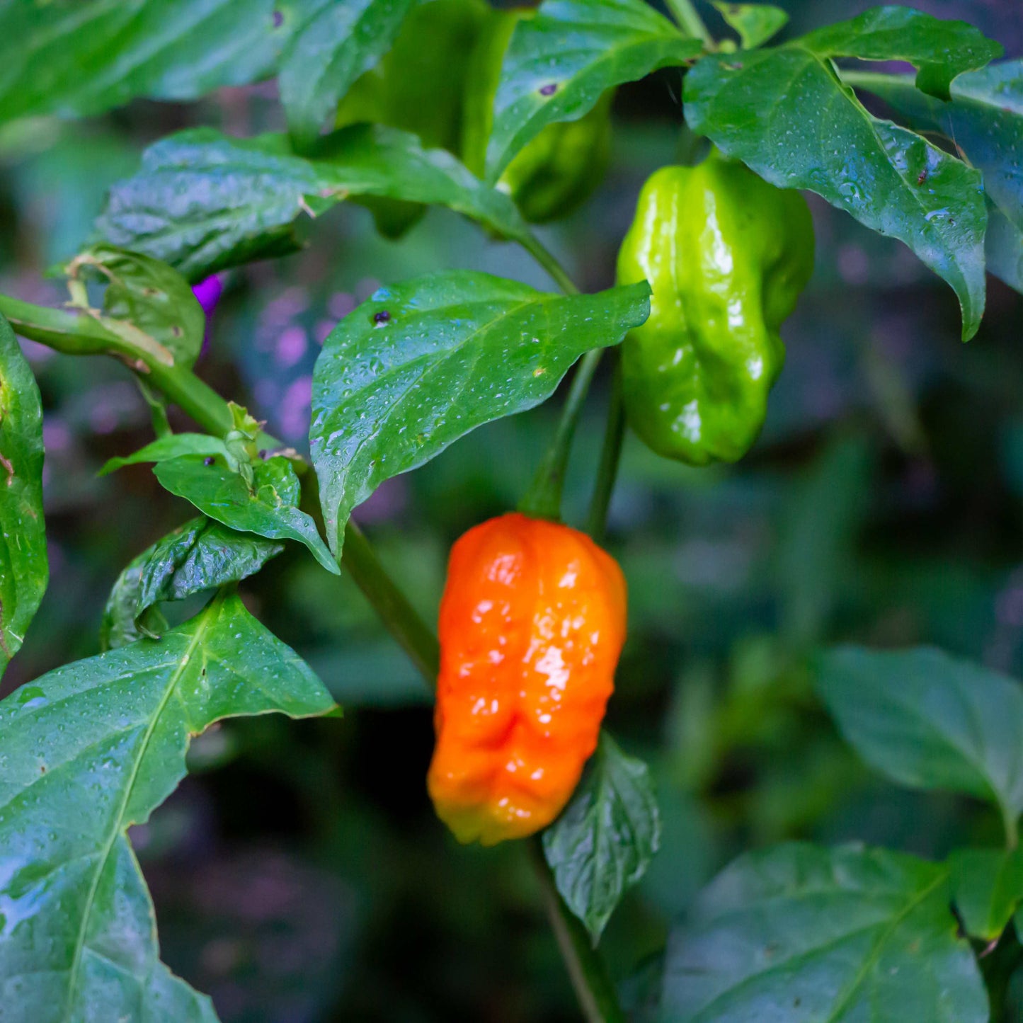 100Pcs Carolina Reaper Pepper Seeds