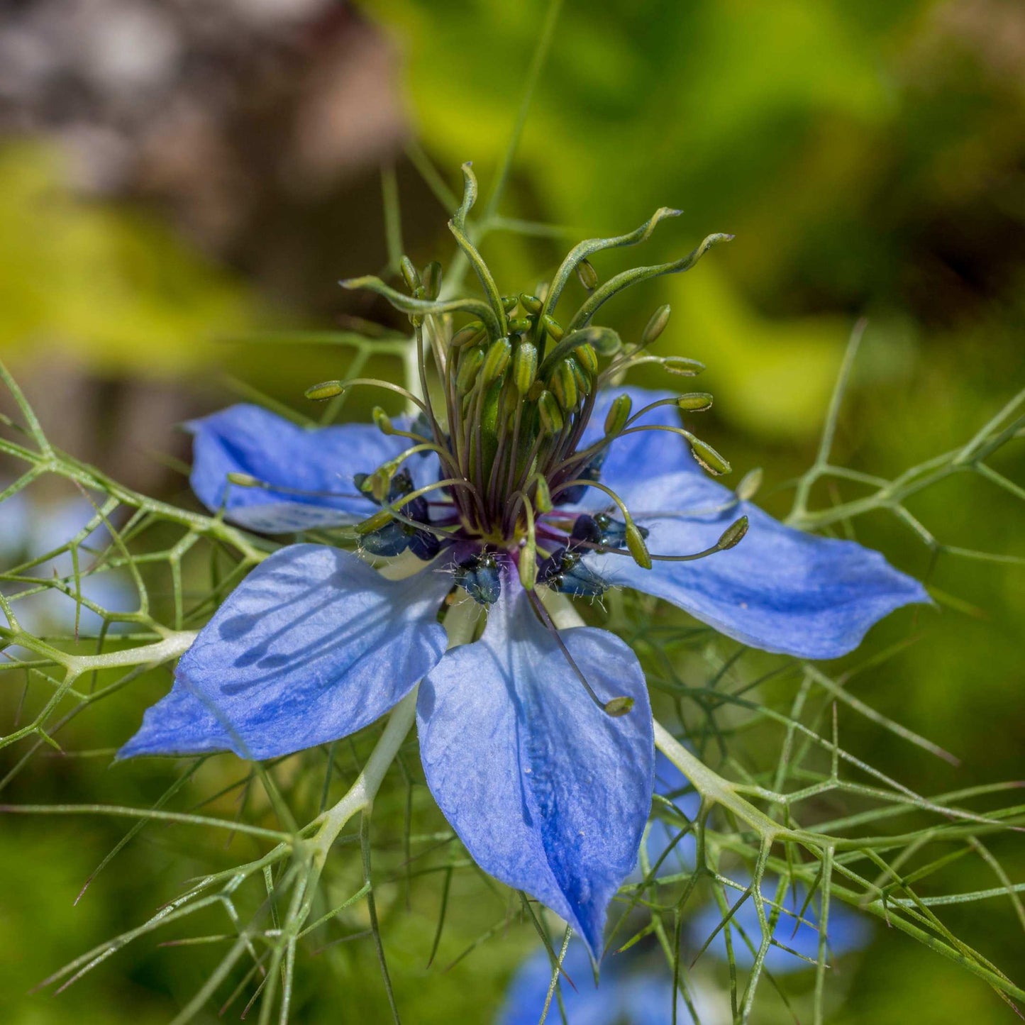 30Pcs Love in a Mist Flower Seeds