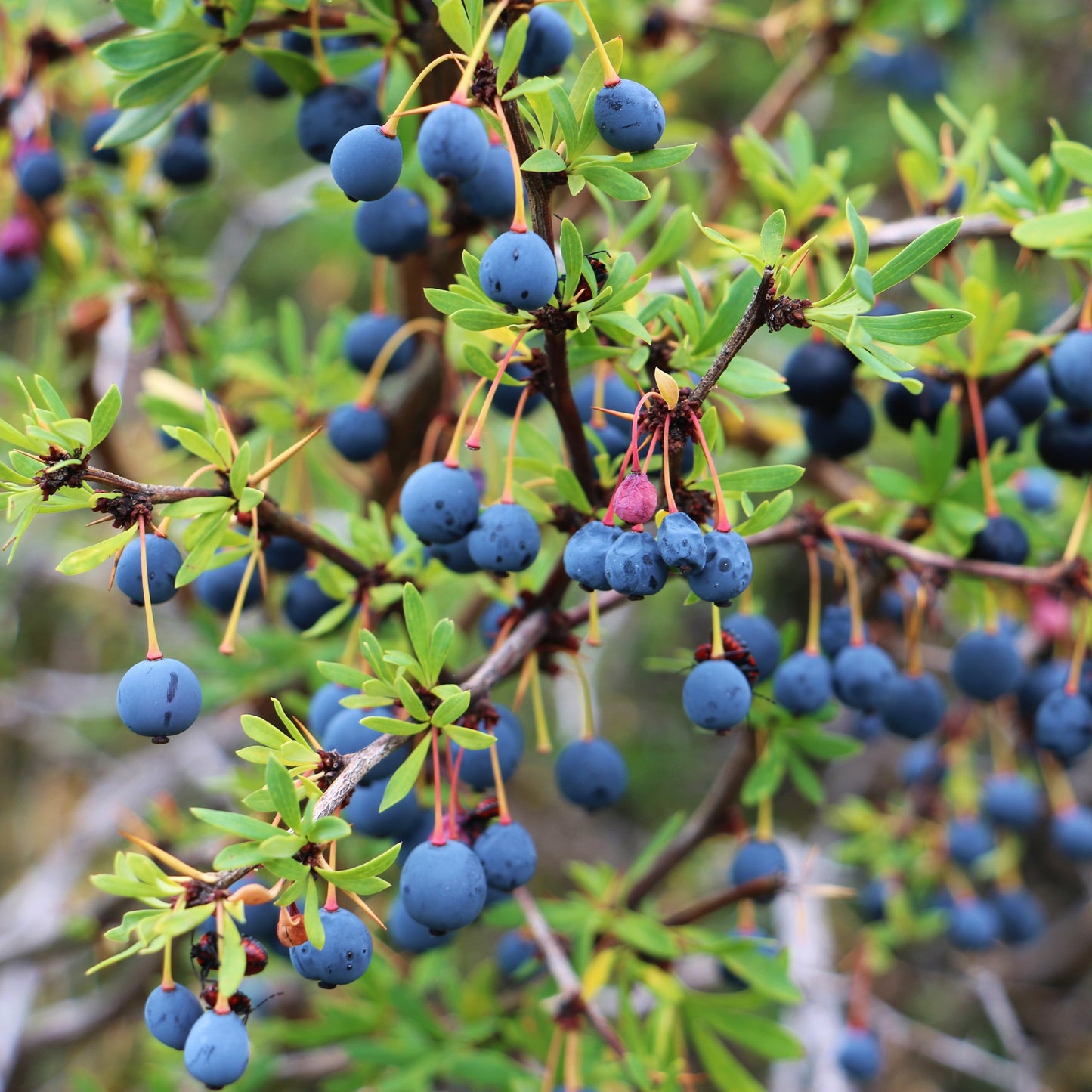 50Pcs Calafate Berry (Berberis microphylla) Berry Seeds