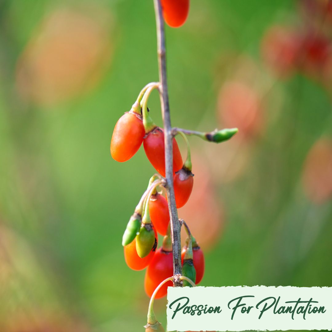100Pcs Himalayan Goji Berry (Wolfberry) Seeds