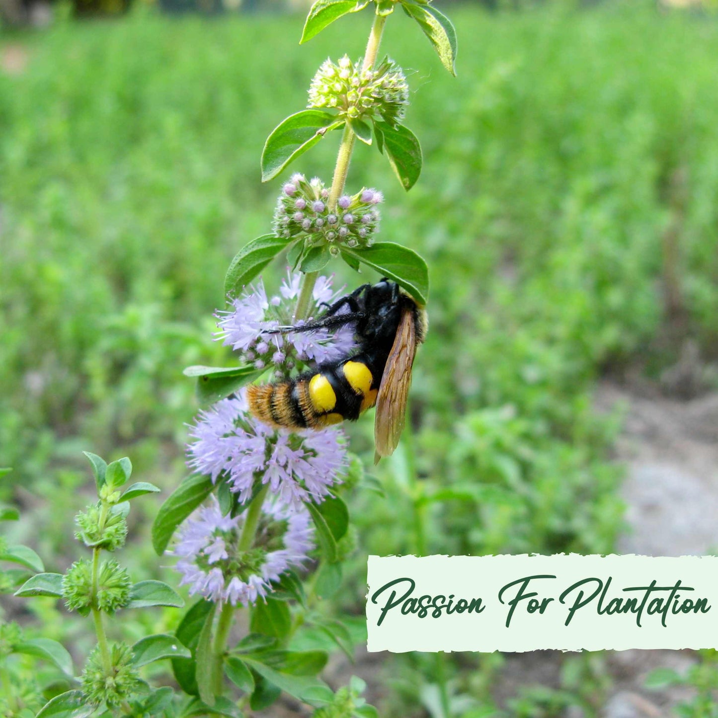 100Pcs Pennyroyal Mint Herb Seeds