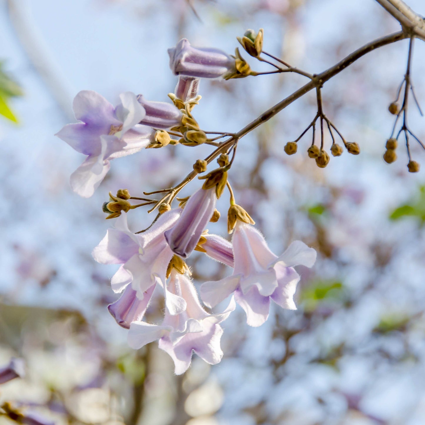 100Pcs Royal Empress Tree Seeds (Paulownia tomentosa), Flower Seeds