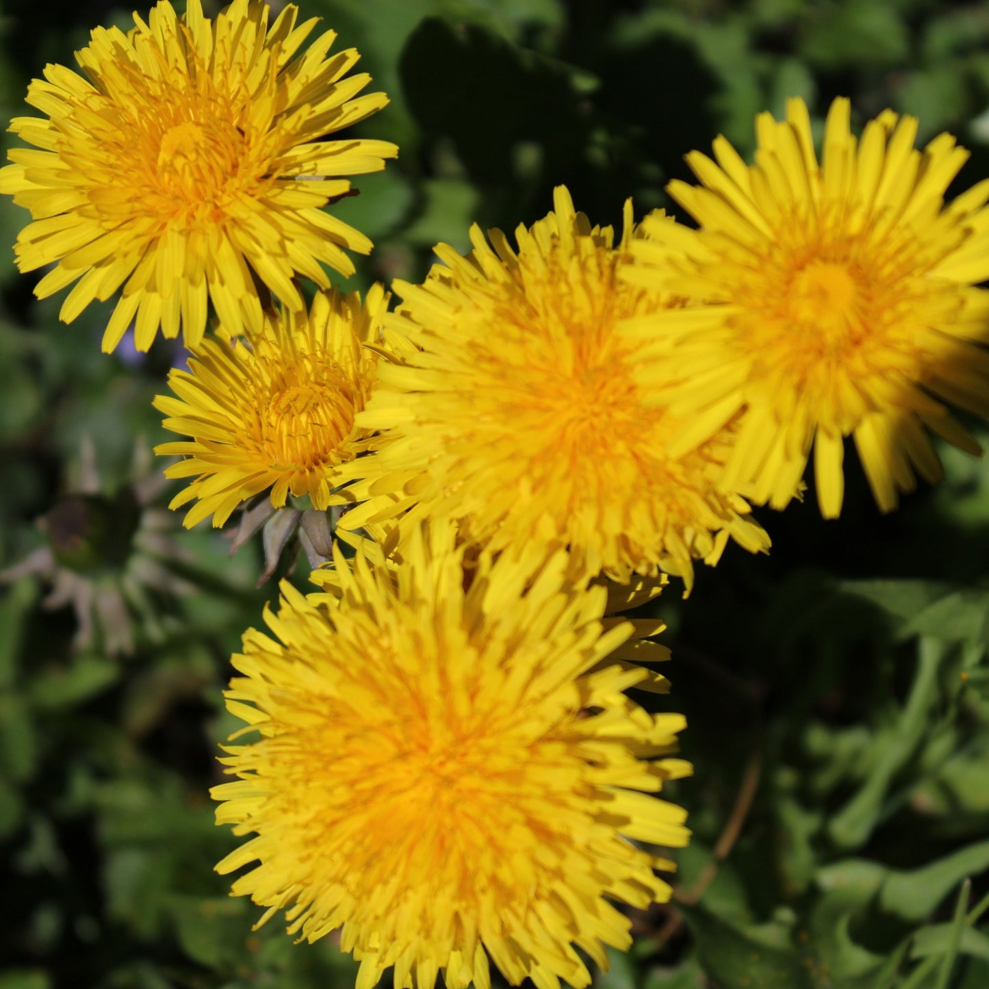 Dandelion (Taraxacum) Plant Seeds