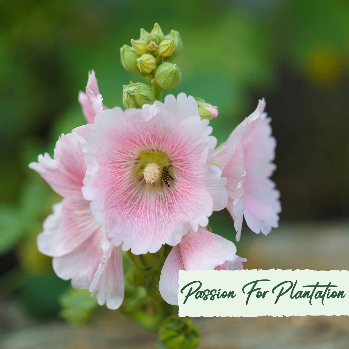 50Pcs Peach Colored Hollyhock Seeds