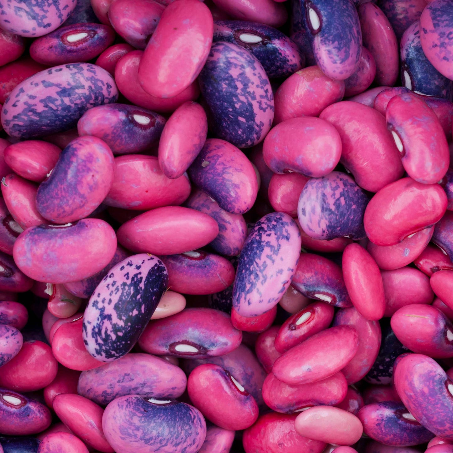 10Pcs Organic Scarlet Runner Bean Seeds