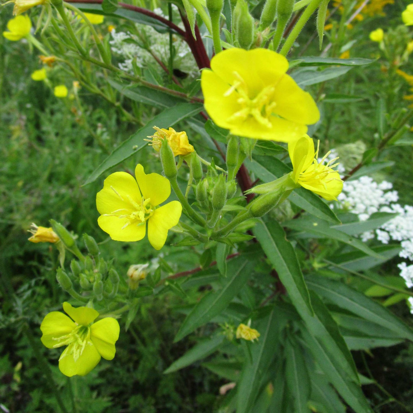 100Pcs Evening Primrose Flower Seeds Pack