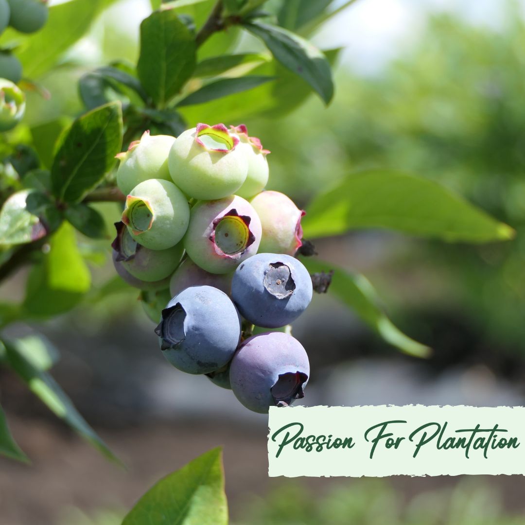 50Pcs Organic Blueberry Seeds