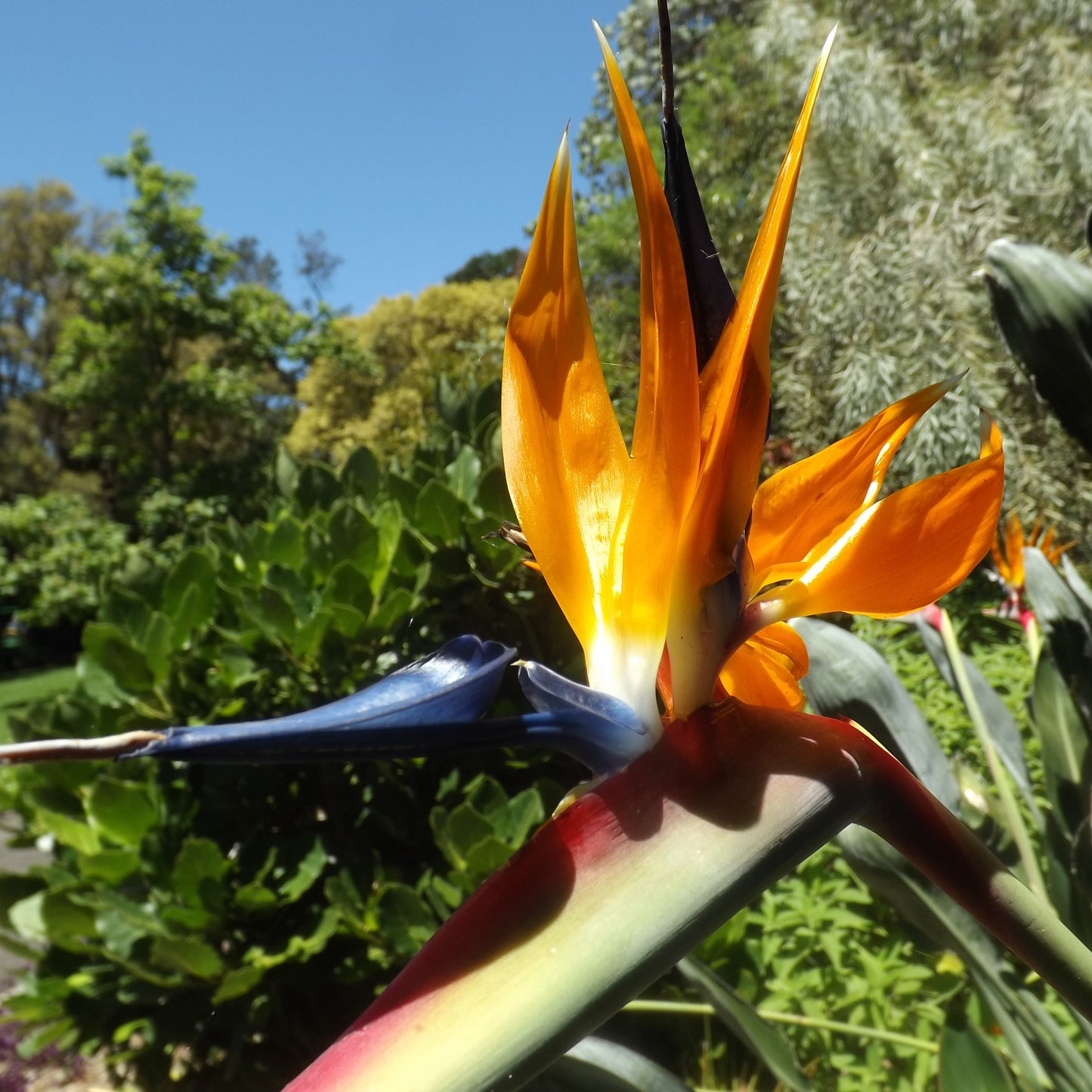 Strelitzia Reginae (Birds of Paradise) Flower Seeds