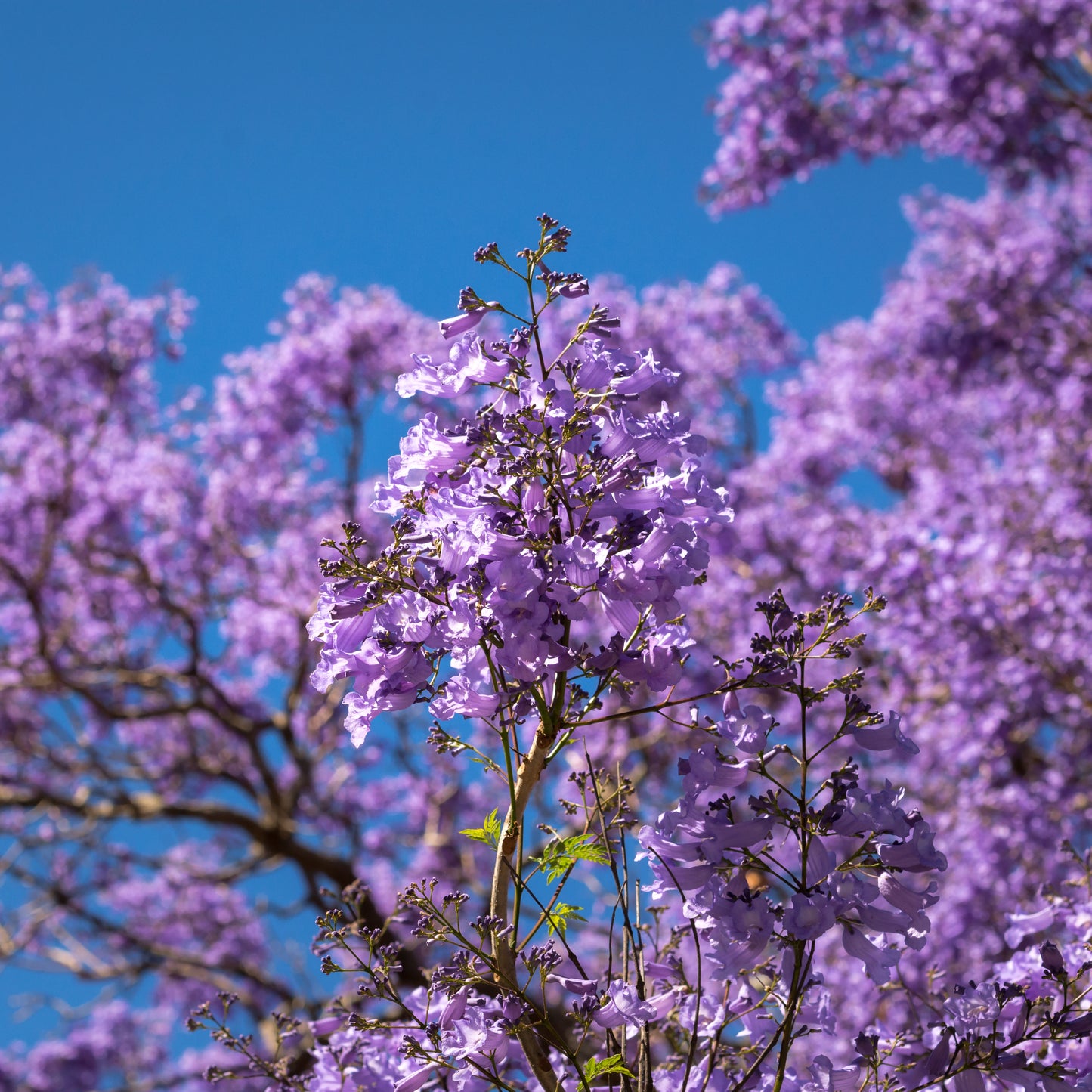 Jacaranda Blue Flower Tree, Easy to Grow