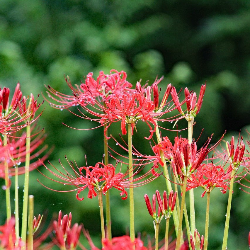 Japanese Red Spider Lily / Higanbana Flower Seeds