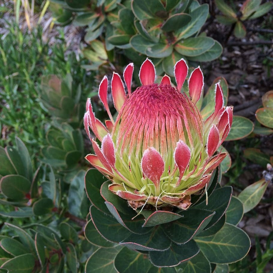 50Pcs Fresh Protea Bonsai Flower Variety Complete Seeds