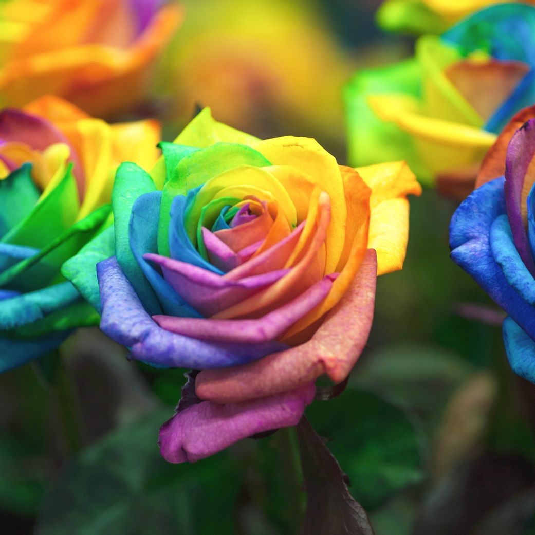 10Pcs Rare Rainbow Rose Seeds