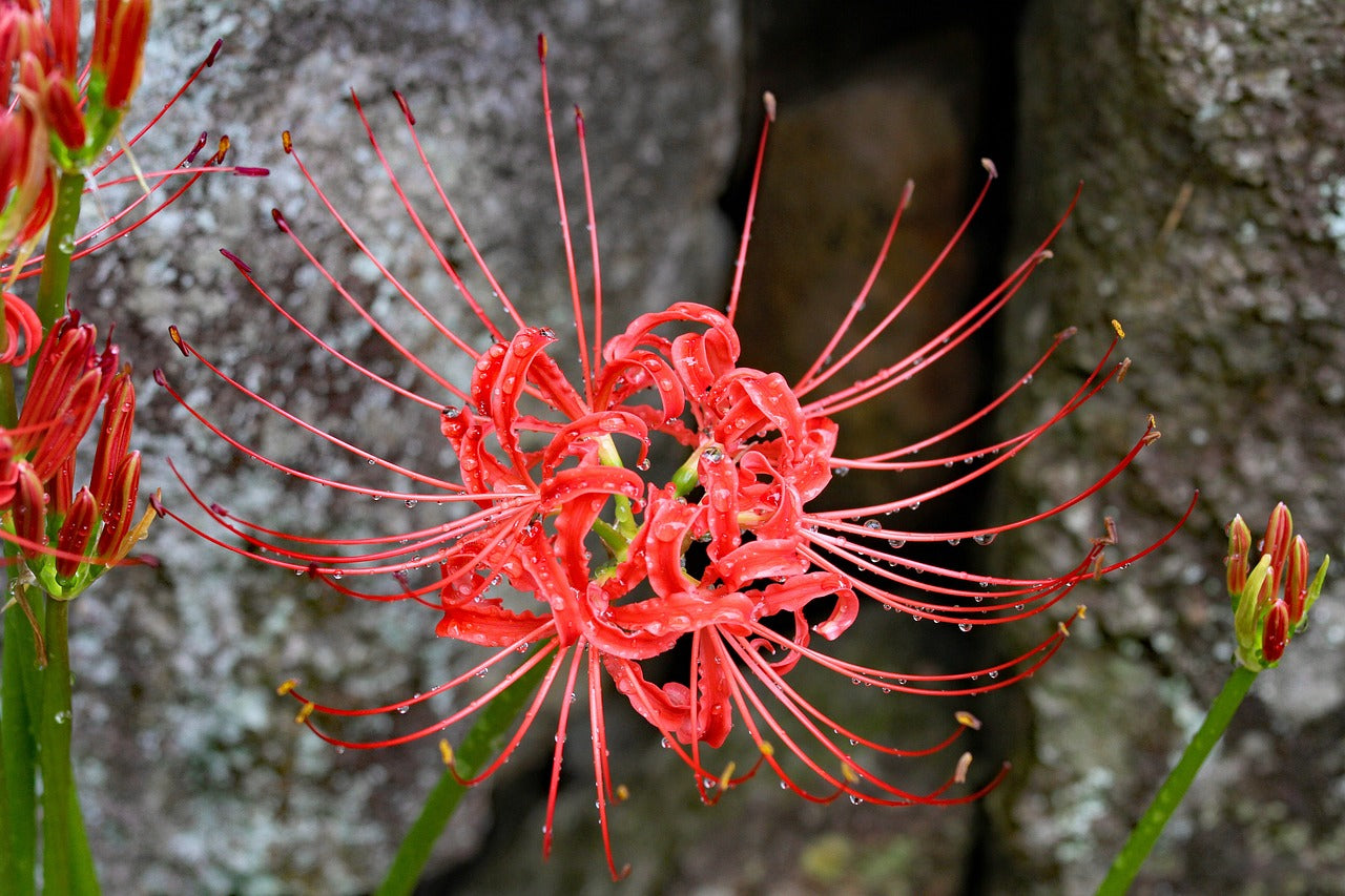 Japanese Red Spider Lily / Higanbana Flower Seeds