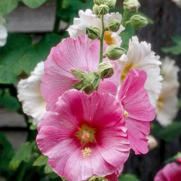 50Pcs Multi Colored Hollyhock Seeds