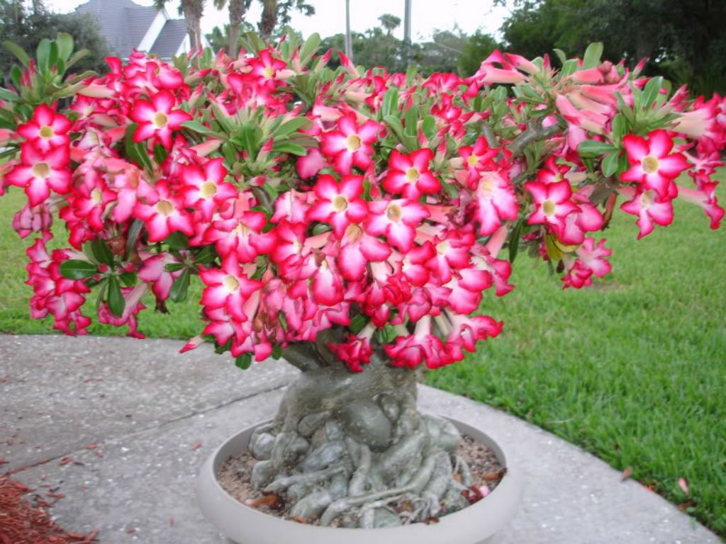 5Pc Desert Rose Plant Seed