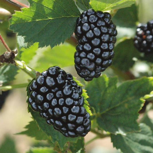 50Pcs Blackberry Seeds, Easy to Grow