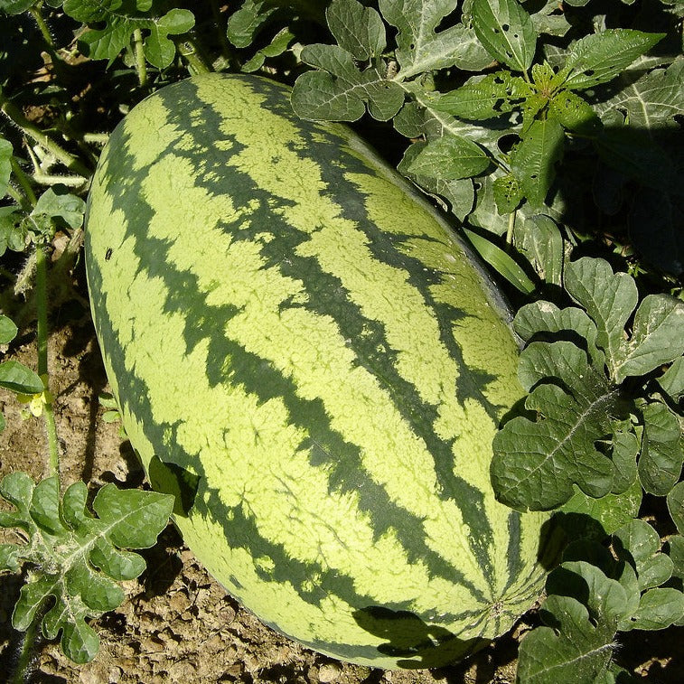 20Pcs King Watermelon Seeds