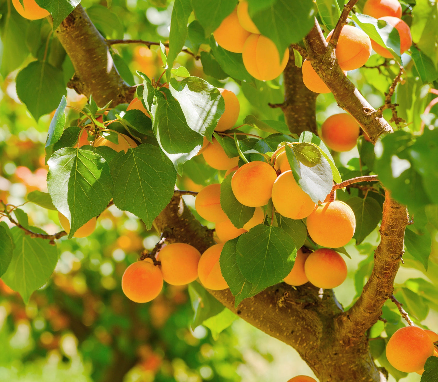 5Pcs Apricot Tree Seeds
