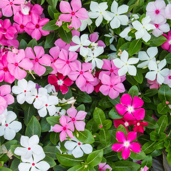 100Pcs Vinca Flower Seeds