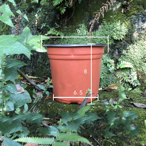 100Pcs Plastic Plant Pots For Starters