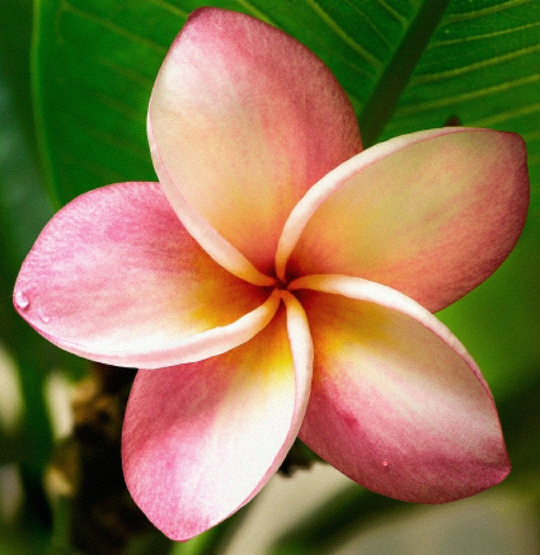 50 Plumeria Rubra Frangipani Seeds