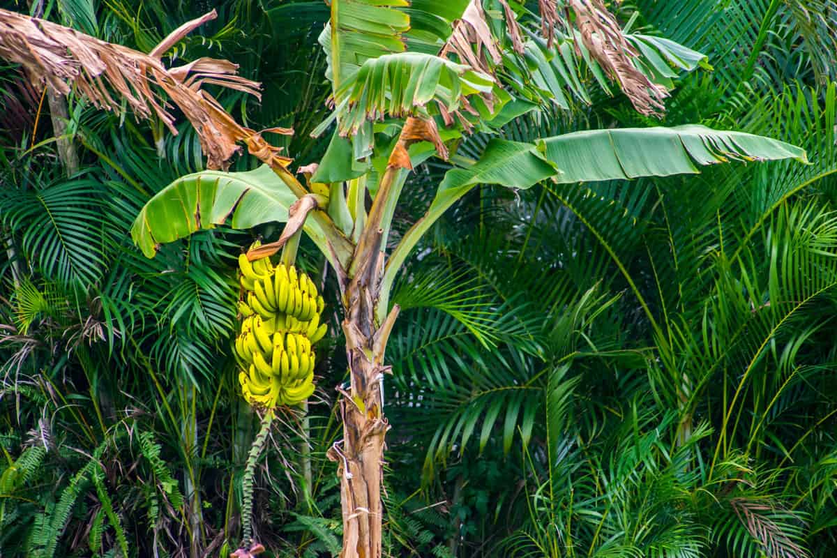 30Pcs Banana Plant Seeds