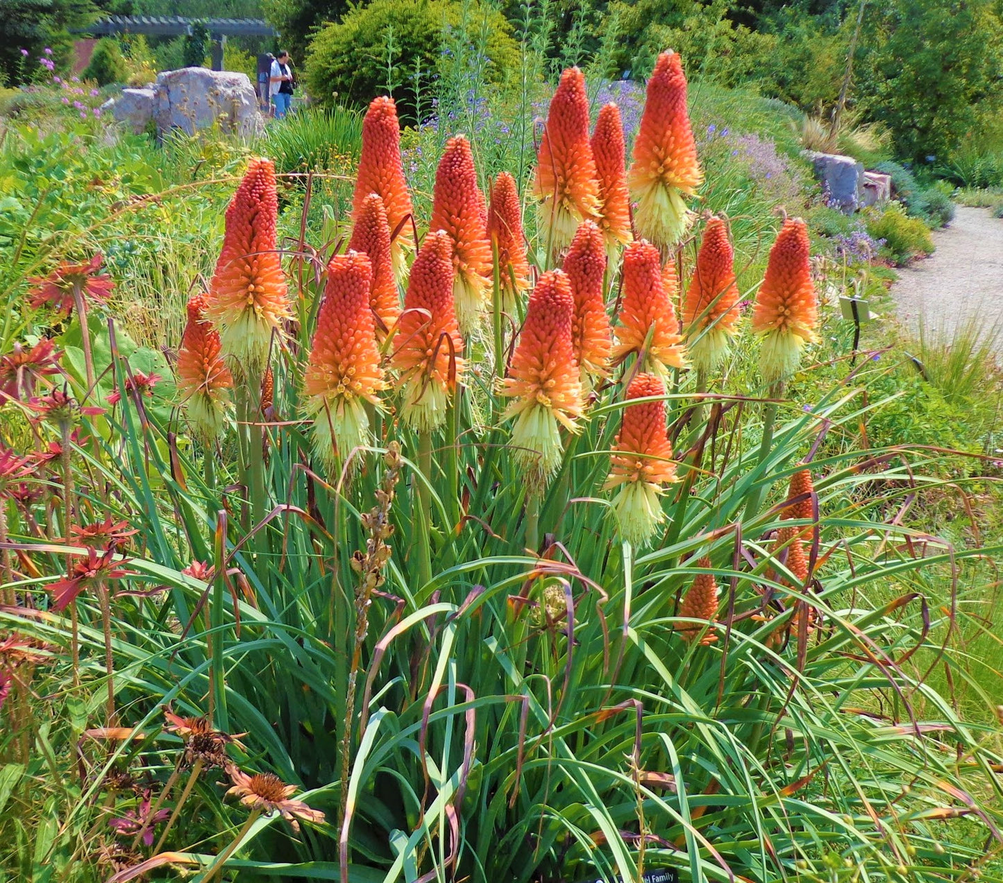 Red Hot Poker Flower Seeds (Kniphofia Caulescens)