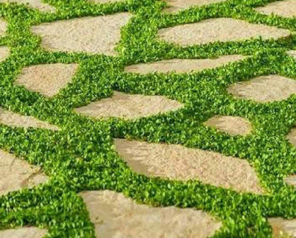Dichondra Ground Cover Seeds (Dichondra Repens)
