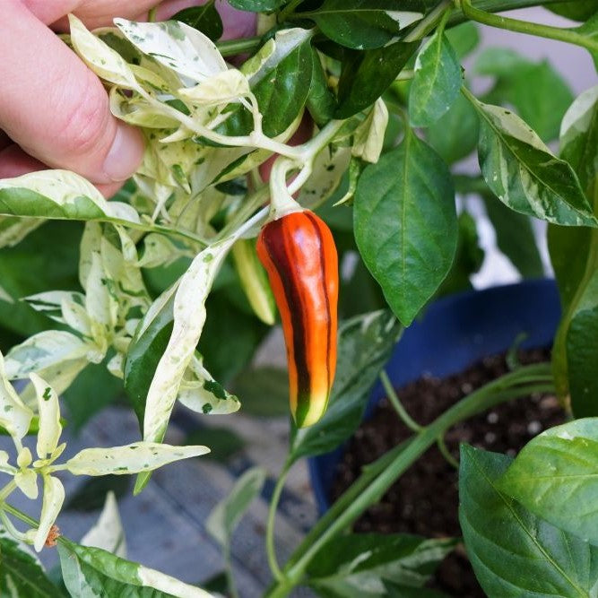 Fish Pepper Seeds