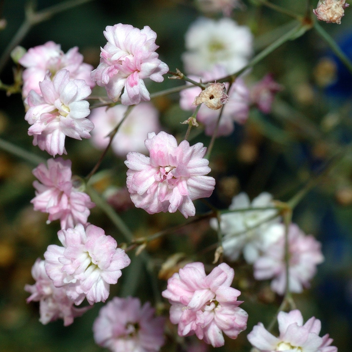 50Pcs Baby's Breath, Gypsophila Seeds