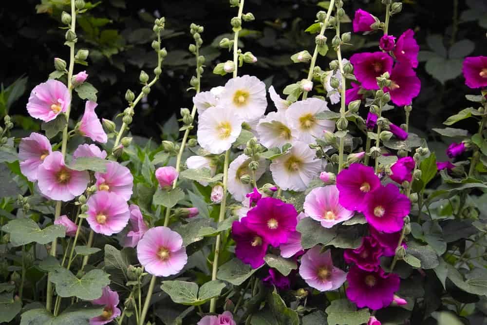 50Pcs Multi Colored Hollyhock Seeds