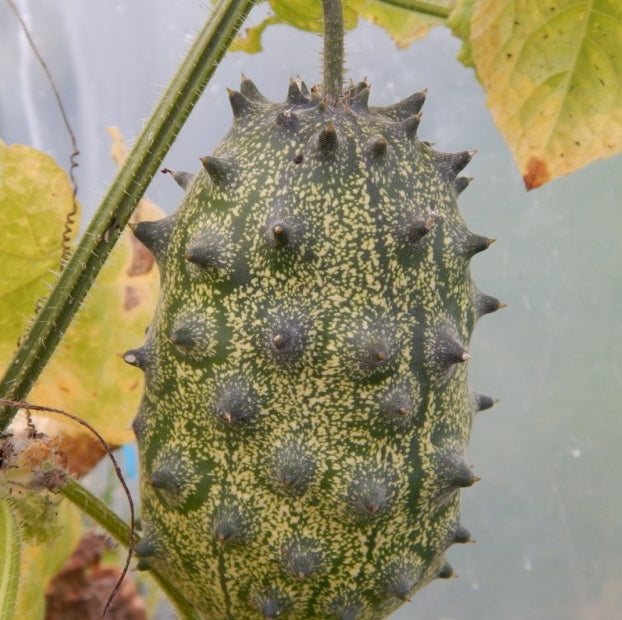 50Pcs Horned Melon Fruit Seeds