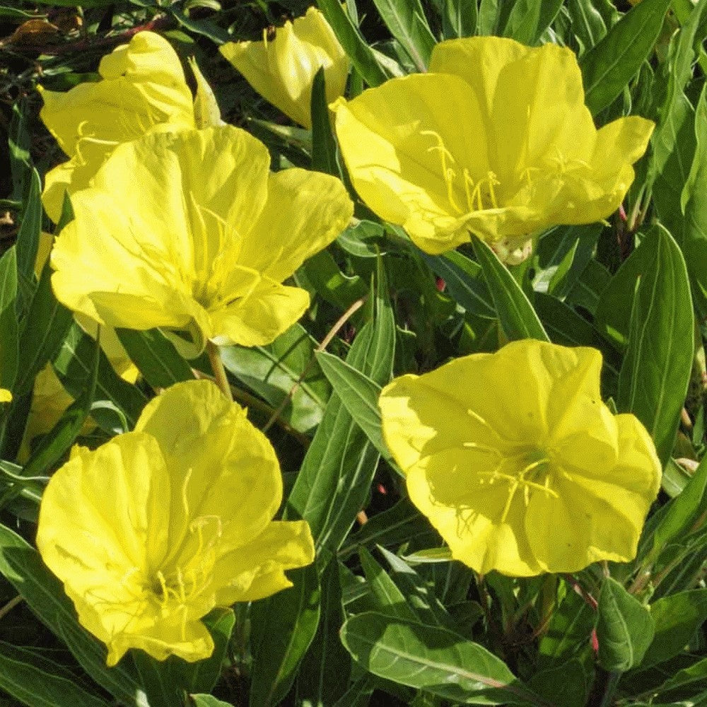 100Pcs Evening Primrose Flower Seeds Pack